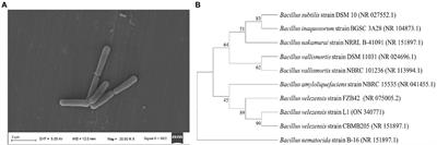 Volatile organic compounds produced by Bacillus velezensis L1 as a potential biocontrol agent against postharvest diseases of wolfberry